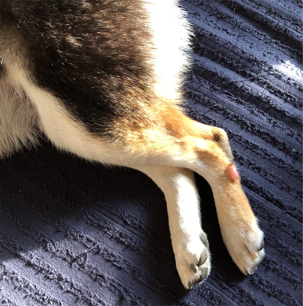柴犬 腫瘍？ アレルギー？