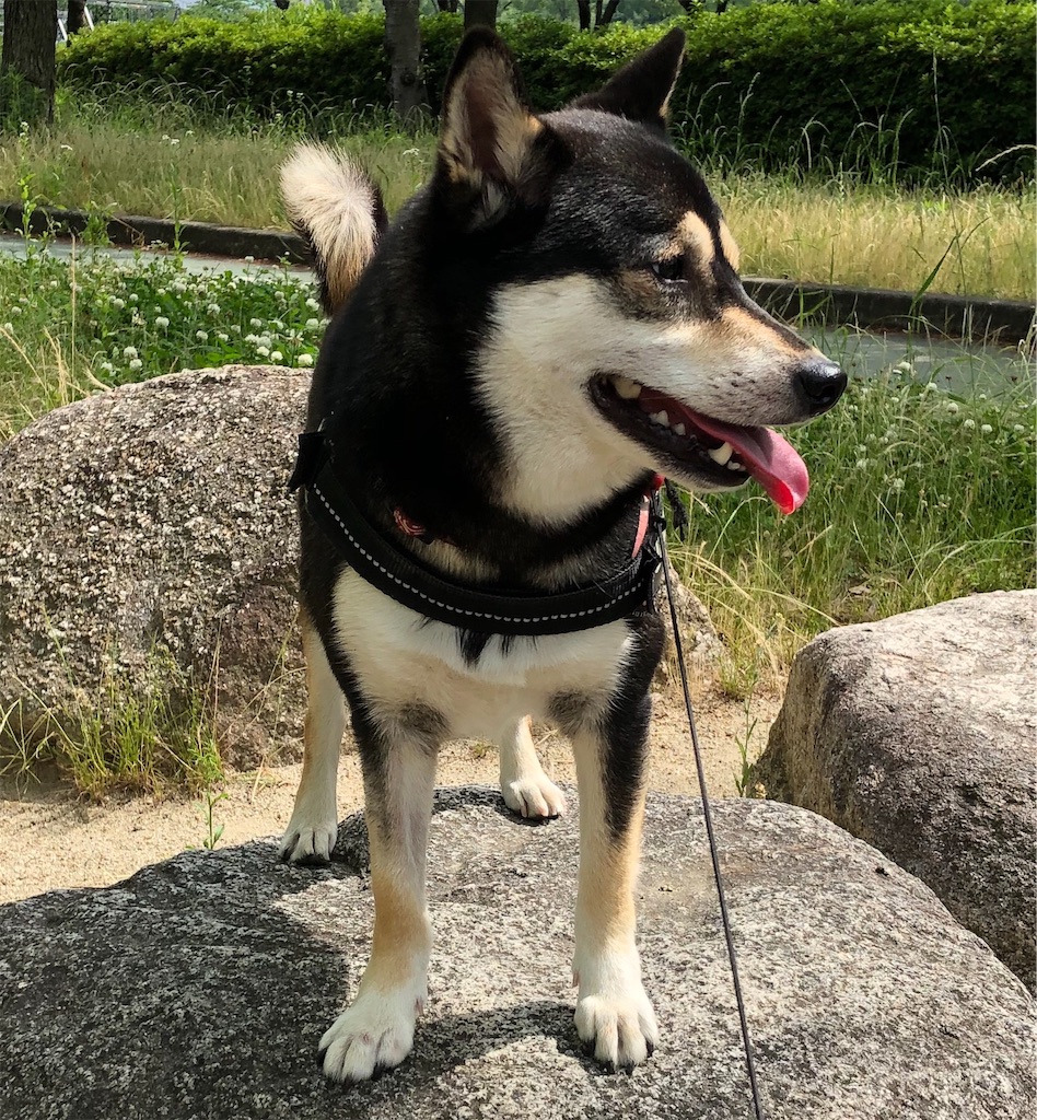 f:id:big-yamatohou:20190608002127j:image