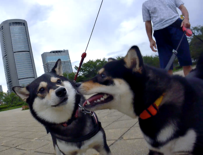 f:id:big-yamatohou:20190723001331p:plain