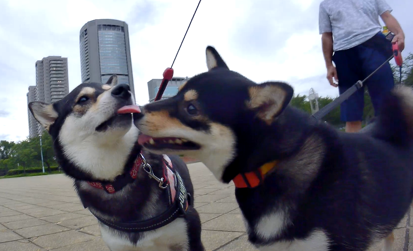 f:id:big-yamatohou:20190723003114p:plain