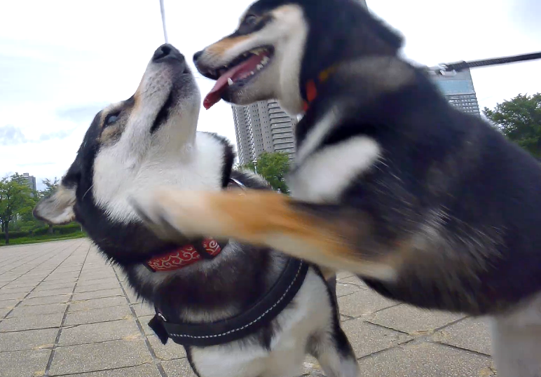 f:id:big-yamatohou:20190723003243p:plain