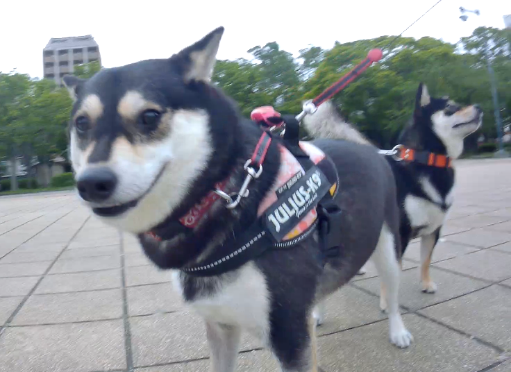 f:id:big-yamatohou:20190723003521p:plain