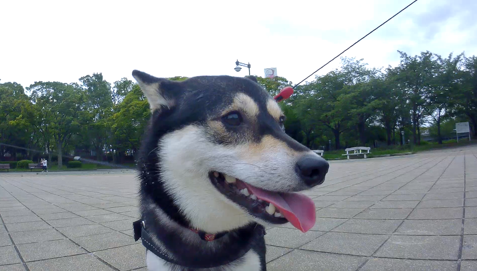 f:id:big-yamatohou:20190723003641p:plain