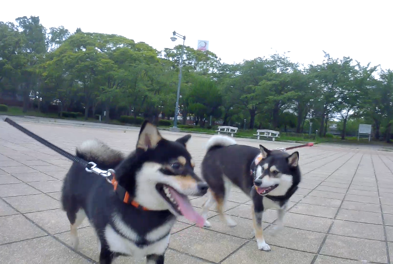 f:id:big-yamatohou:20190723003758p:plain