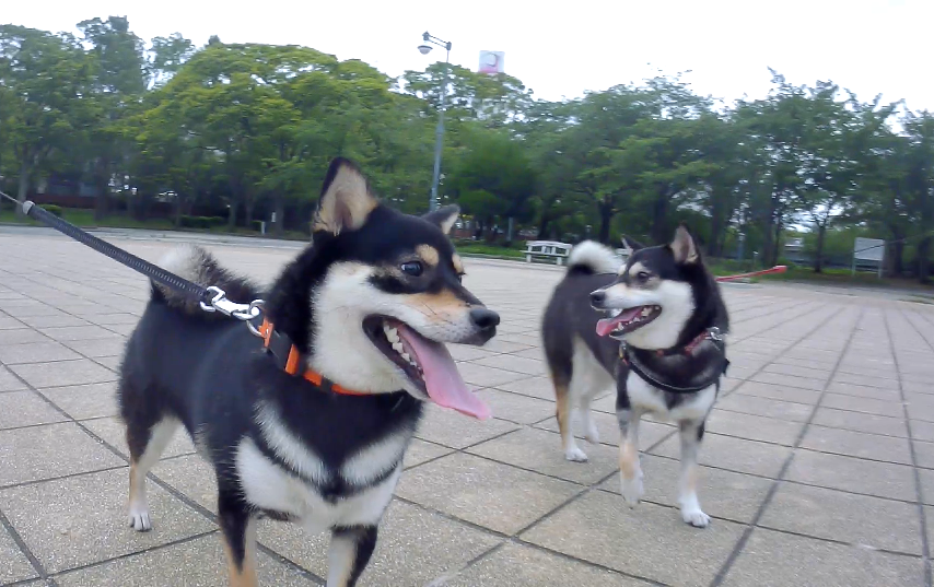 f:id:big-yamatohou:20190723003810p:plain