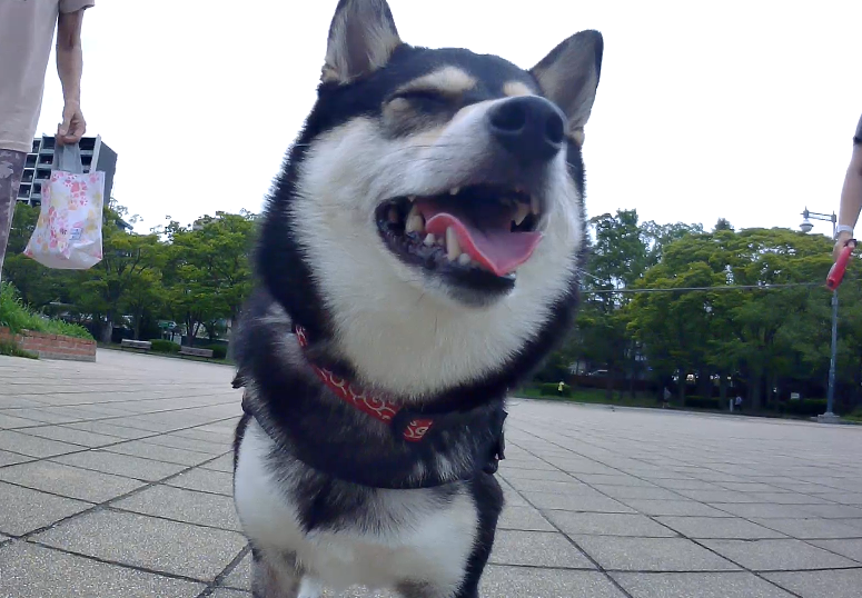 f:id:big-yamatohou:20190723004503p:plain