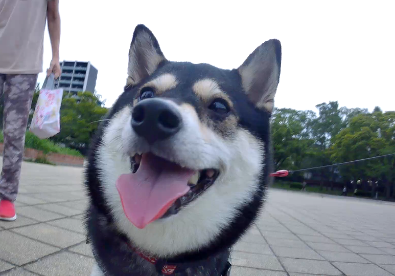 f:id:big-yamatohou:20190723004529p:plain