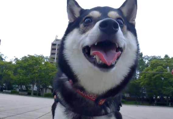 f:id:big-yamatohou:20190723010701p:plain