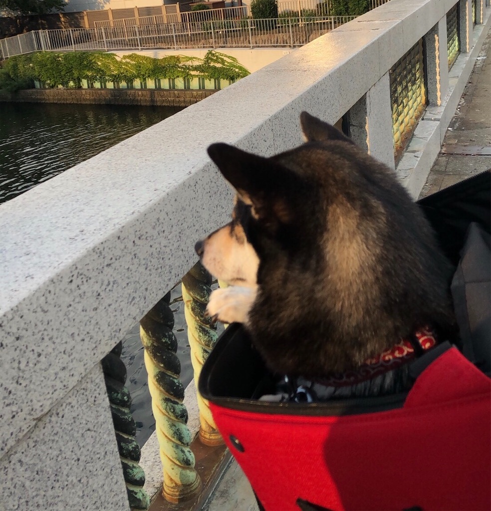 f:id:big-yamatohou:20190726011621j:image f:id:big-yamatohou:20190726011621j:image