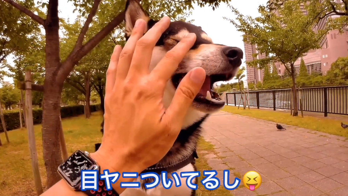 f:id:big-yamatohou:20190810005821p:plain