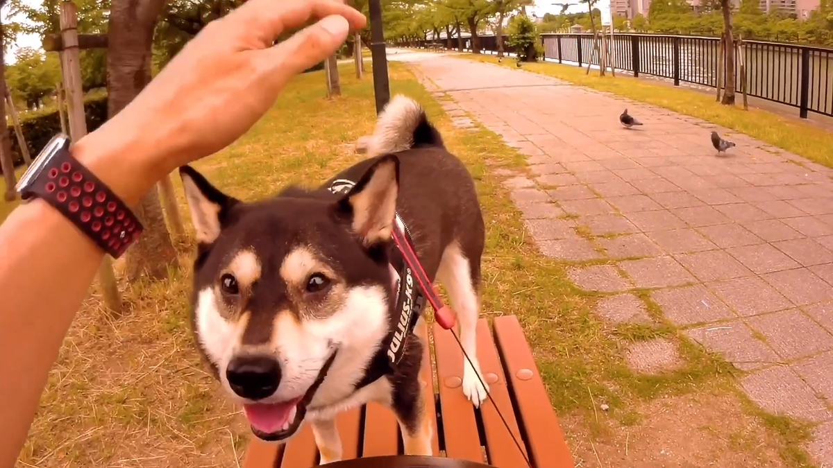 f:id:big-yamatohou:20190810005859p:plain