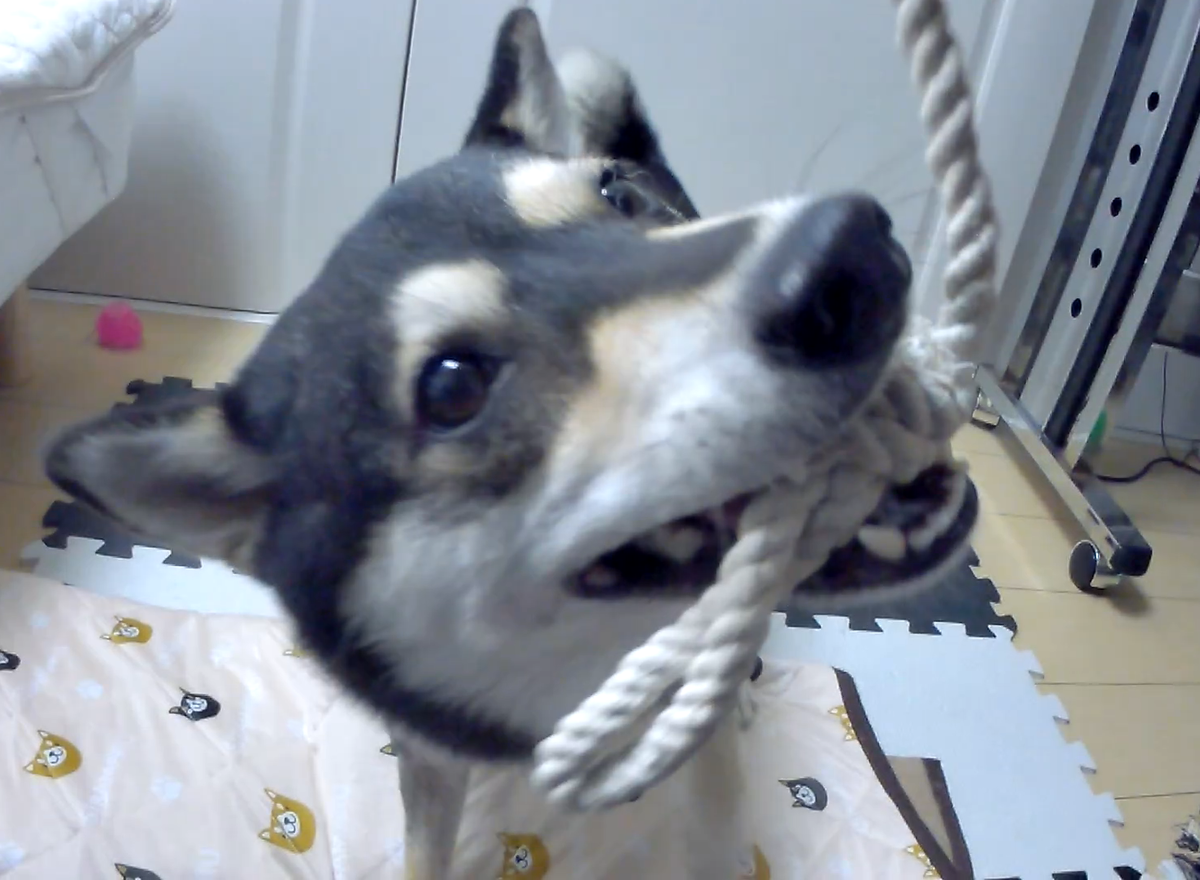 f:id:big-yamatohou:20190812230832p:plain