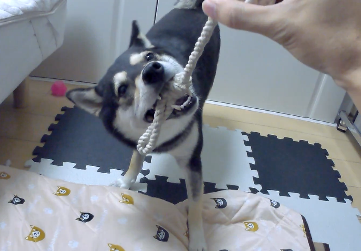 f:id:big-yamatohou:20190812231523p:plain
