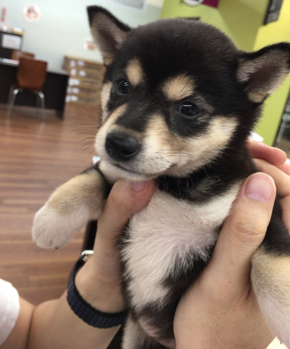 f:id:big-yamatohou:20190818192833j:plain f:id:big-yamatohou:20190818192833j:plain