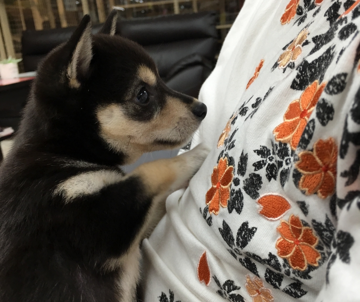 f:id:big-yamatohou:20190818192858j:plain f:id:big-yamatohou:20190818192858j:plain