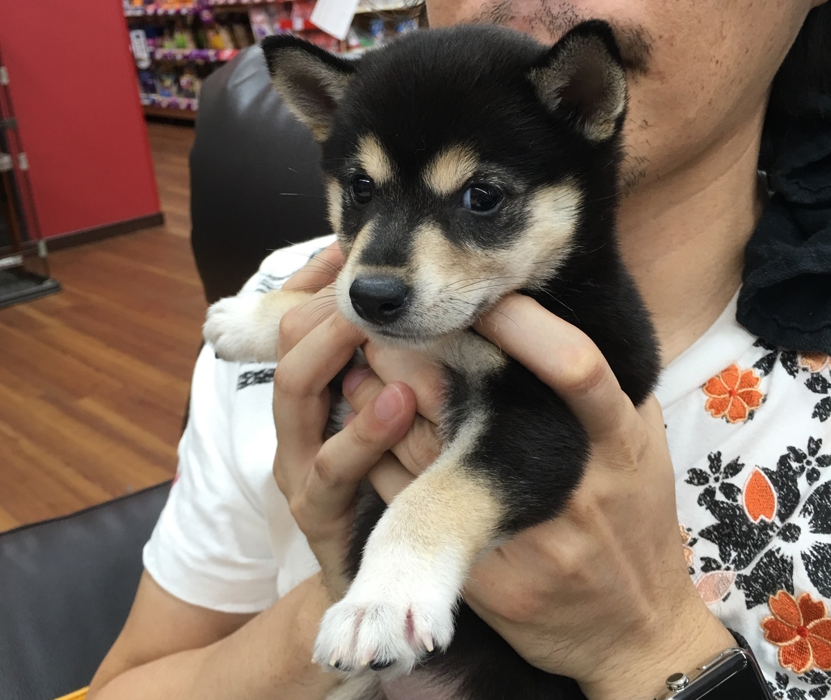 f:id:big-yamatohou:20190818192929j:plain f:id:big-yamatohou:20190818192929j:plain