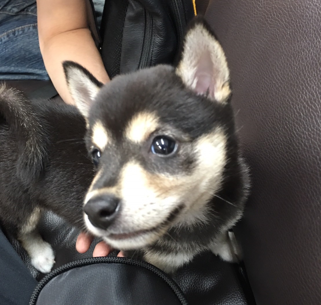 f:id:big-yamatohou:20190818193117j:plain f:id:big-yamatohou:20190818193117j:plain