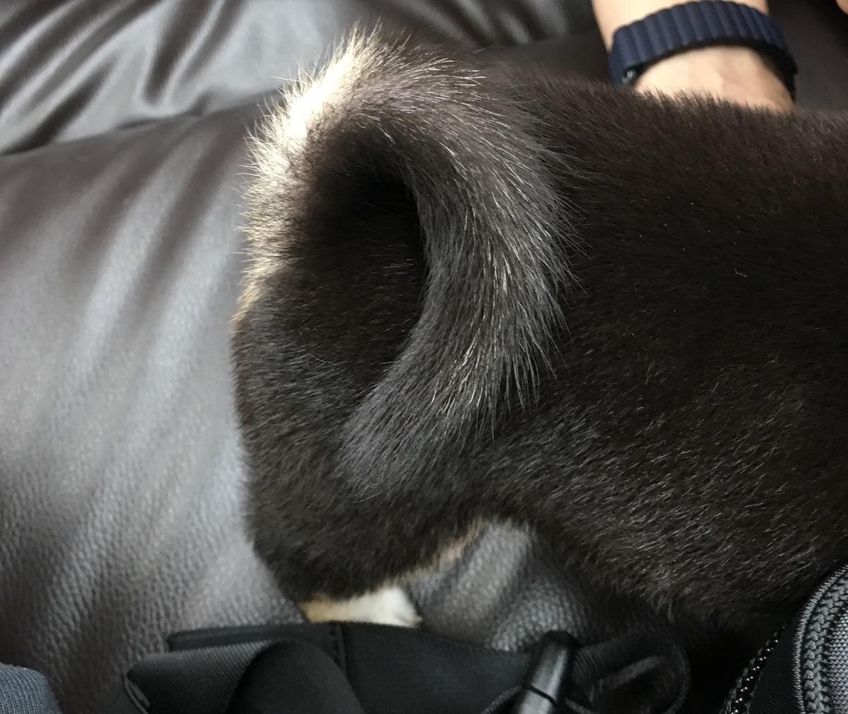 f:id:big-yamatohou:20190818193134j:plain f:id:big-yamatohou:20190818193134j:plain