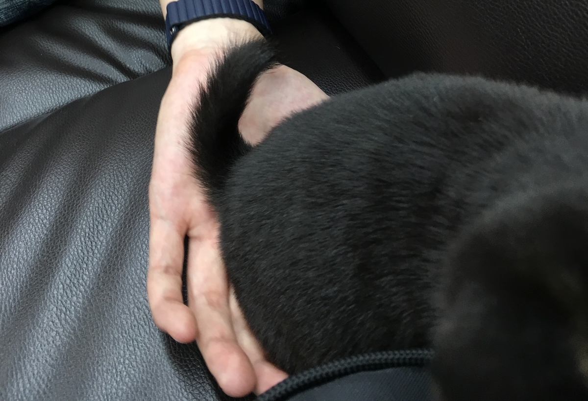 f:id:big-yamatohou:20190818193152j:plain f:id:big-yamatohou:20190818193152j:plain