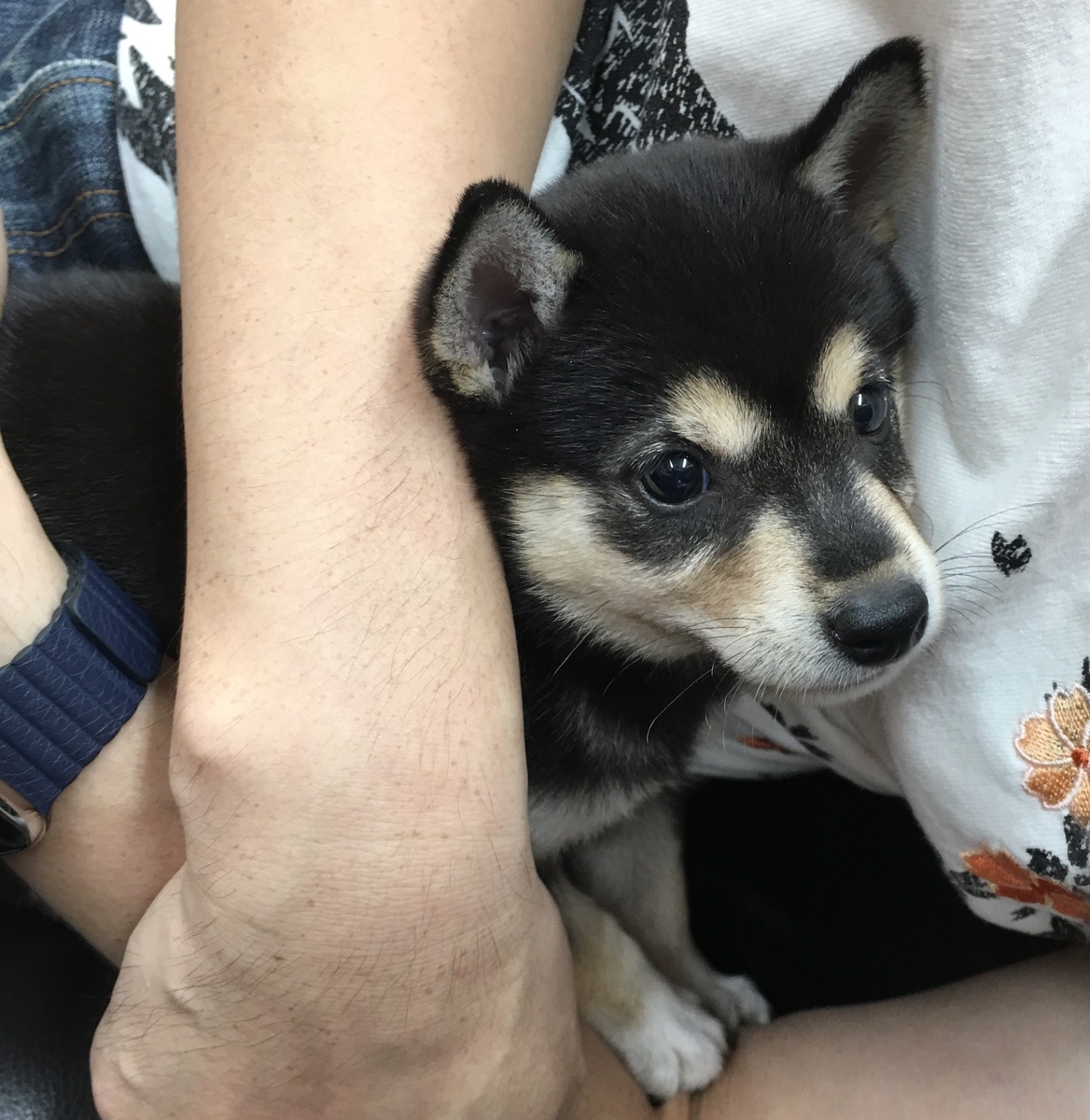 f:id:big-yamatohou:20190818193209j:plain f:id:big-yamatohou:20190818193209j:plain