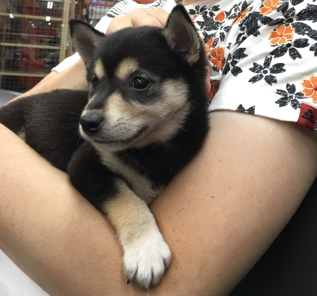 f:id:big-yamatohou:20190818193220j:plain f:id:big-yamatohou:20190818193220j:plain