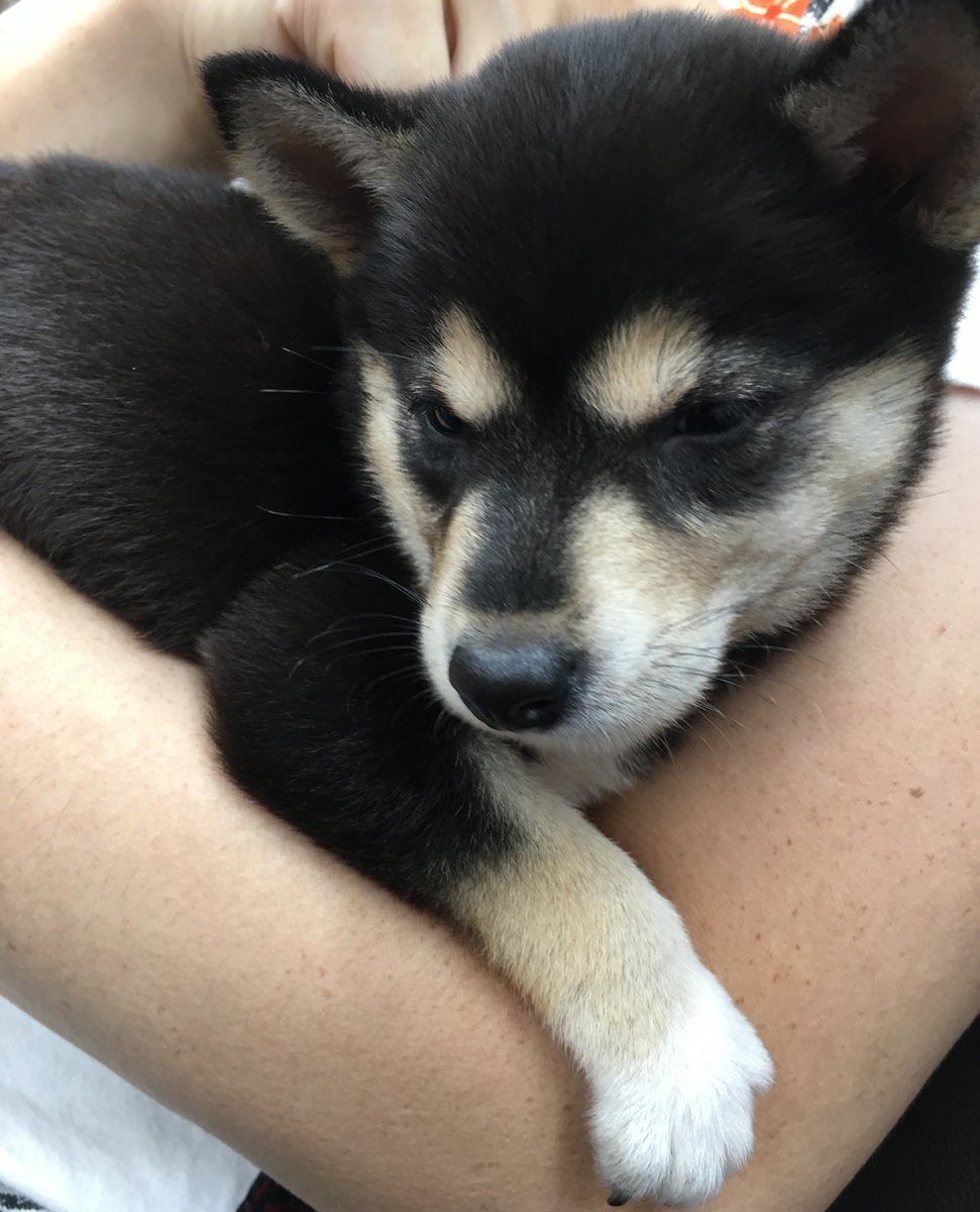 f:id:big-yamatohou:20190818193244j:plain f:id:big-yamatohou:20190818193244j:plain
