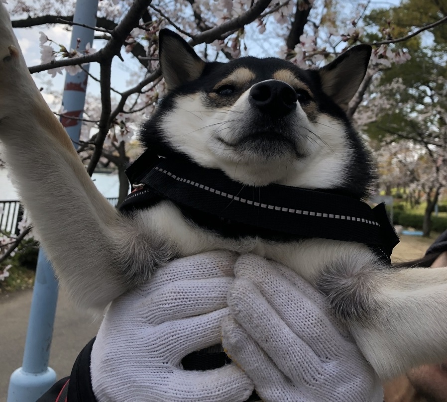 f:id:big-yamatohou:20190818222451j:plain f:id:big-yamatohou:20190818222451j:plain