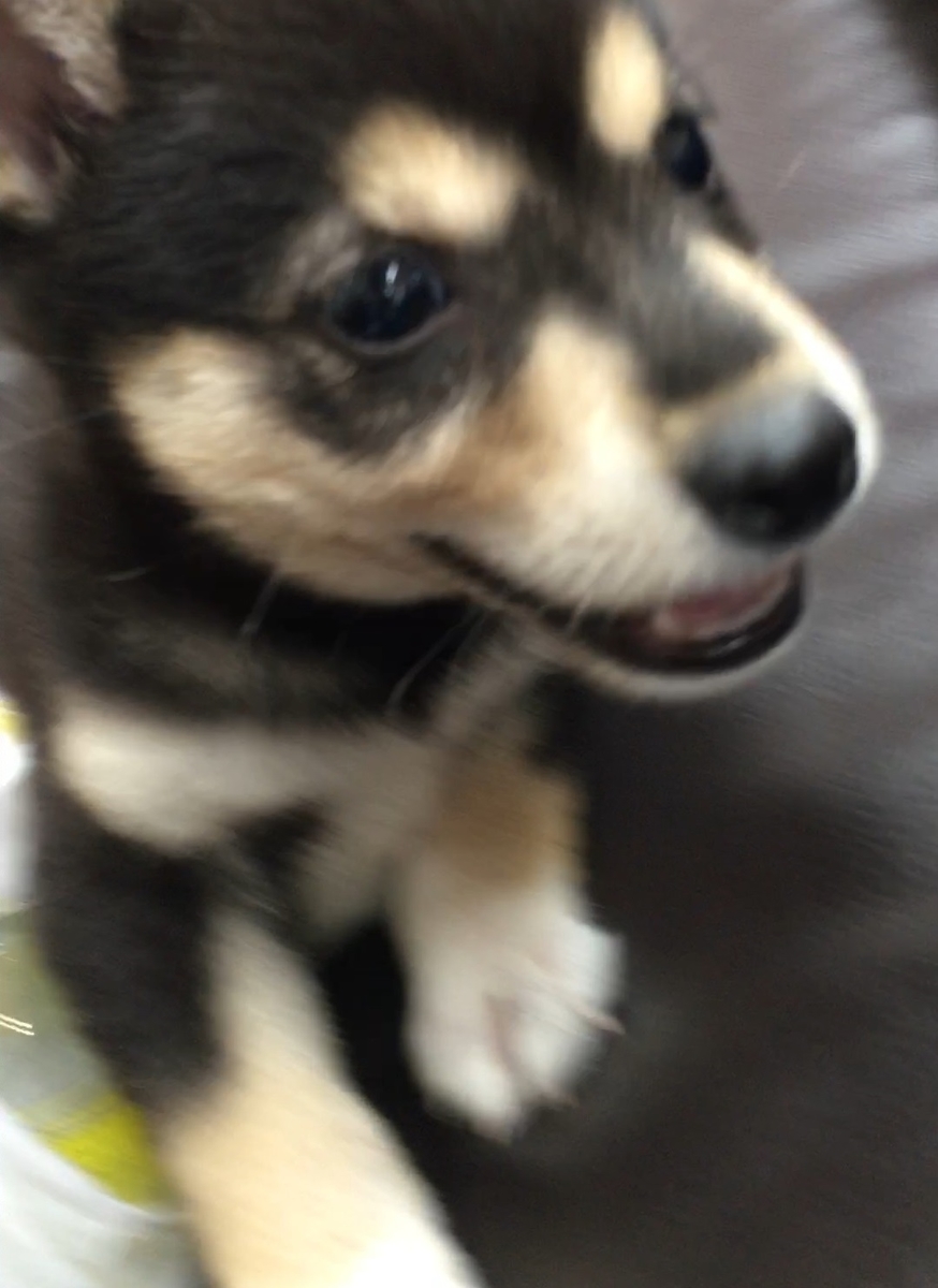 f:id:big-yamatohou:20190818225424j:plain f:id:big-yamatohou:20190818225424j:plain