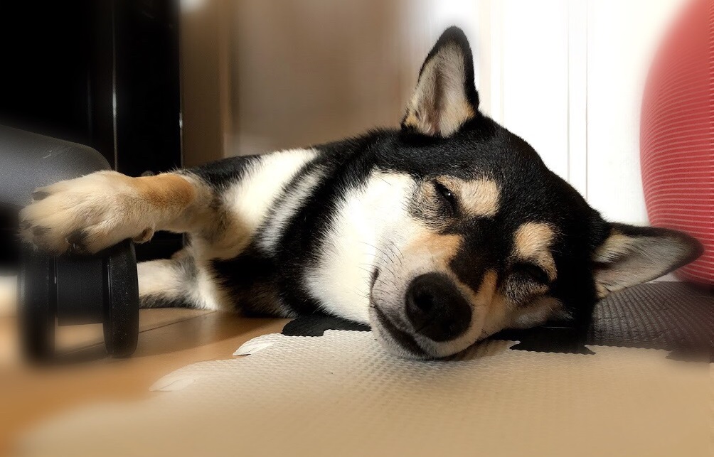 f:id:big-yamatohou:20190818234614j:plain f:id:big-yamatohou:20190818234614j:plain