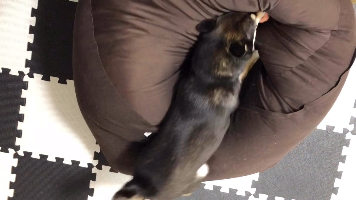 f:id:big-yamatohou:20190903004436j:plain f:id:big-yamatohou:20190903004436j:plain