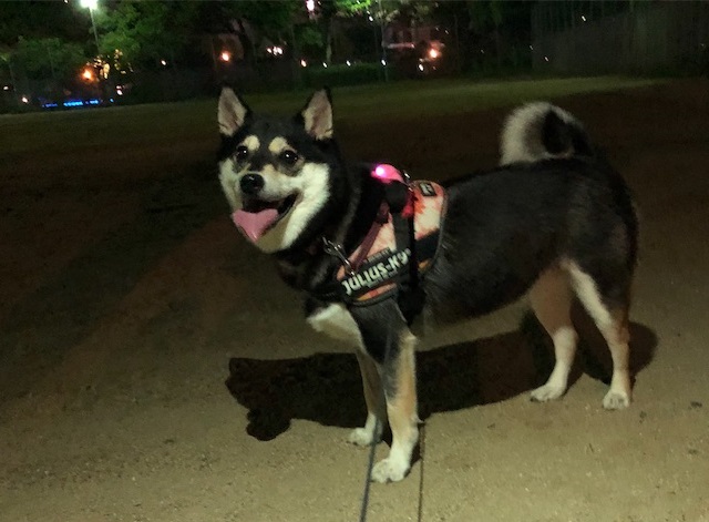 f:id:big-yamatohou:20190909225237j:plain f:id:big-yamatohou:20190909225237j:plain