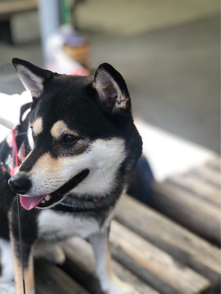 f:id:big-yamatohou:20190926211739j:image f:id:big-yamatohou:20190926211739j:image