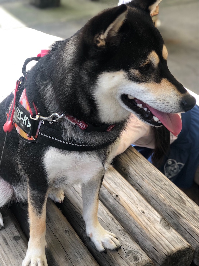 f:id:big-yamatohou:20190926211746j:image f:id:big-yamatohou:20190926211746j:image