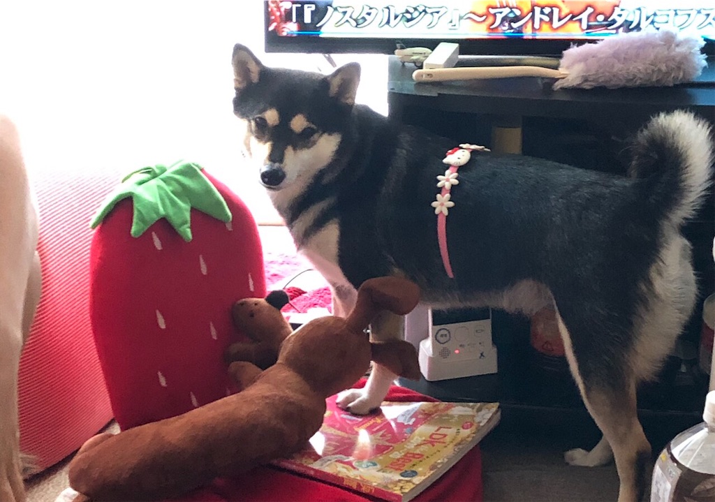 f:id:big-yamatohou:20190926211753j:image f:id:big-yamatohou:20190926211753j:image