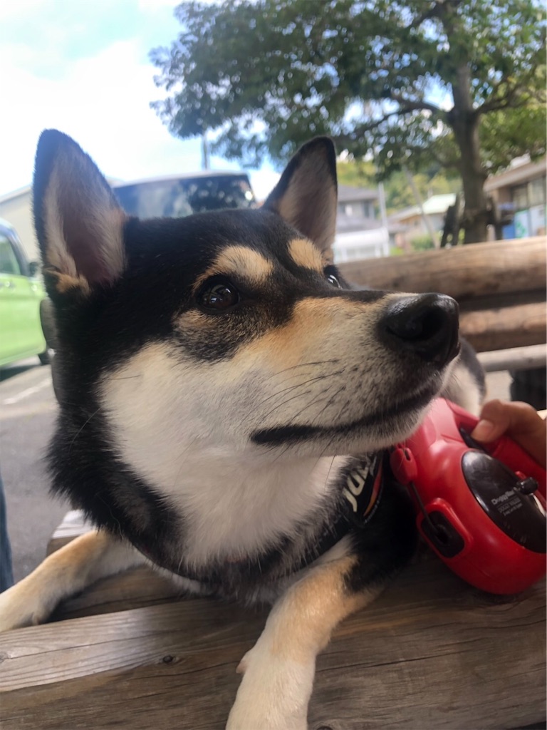 f:id:big-yamatohou:20190926211809j:image f:id:big-yamatohou:20190926211809j:image