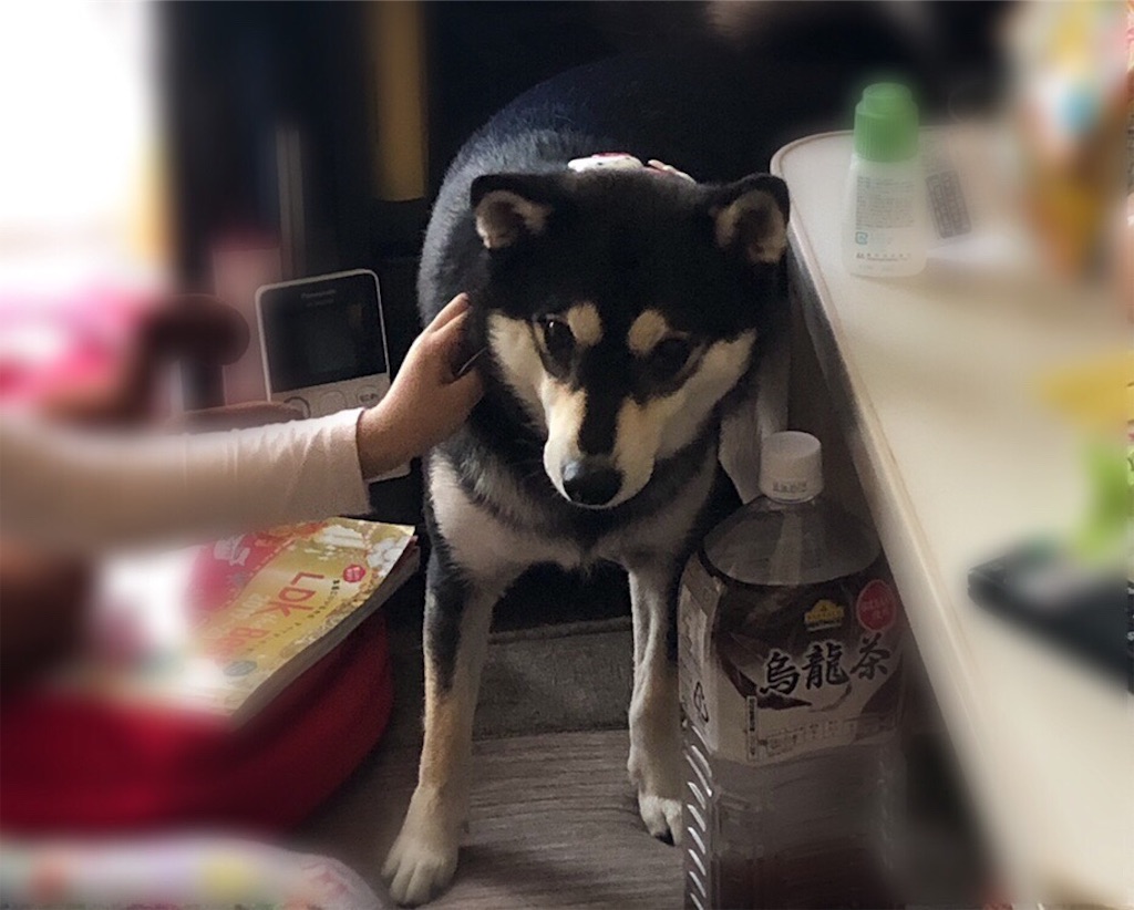 f:id:big-yamatohou:20190926213715j:image f:id:big-yamatohou:20190926213715j:image