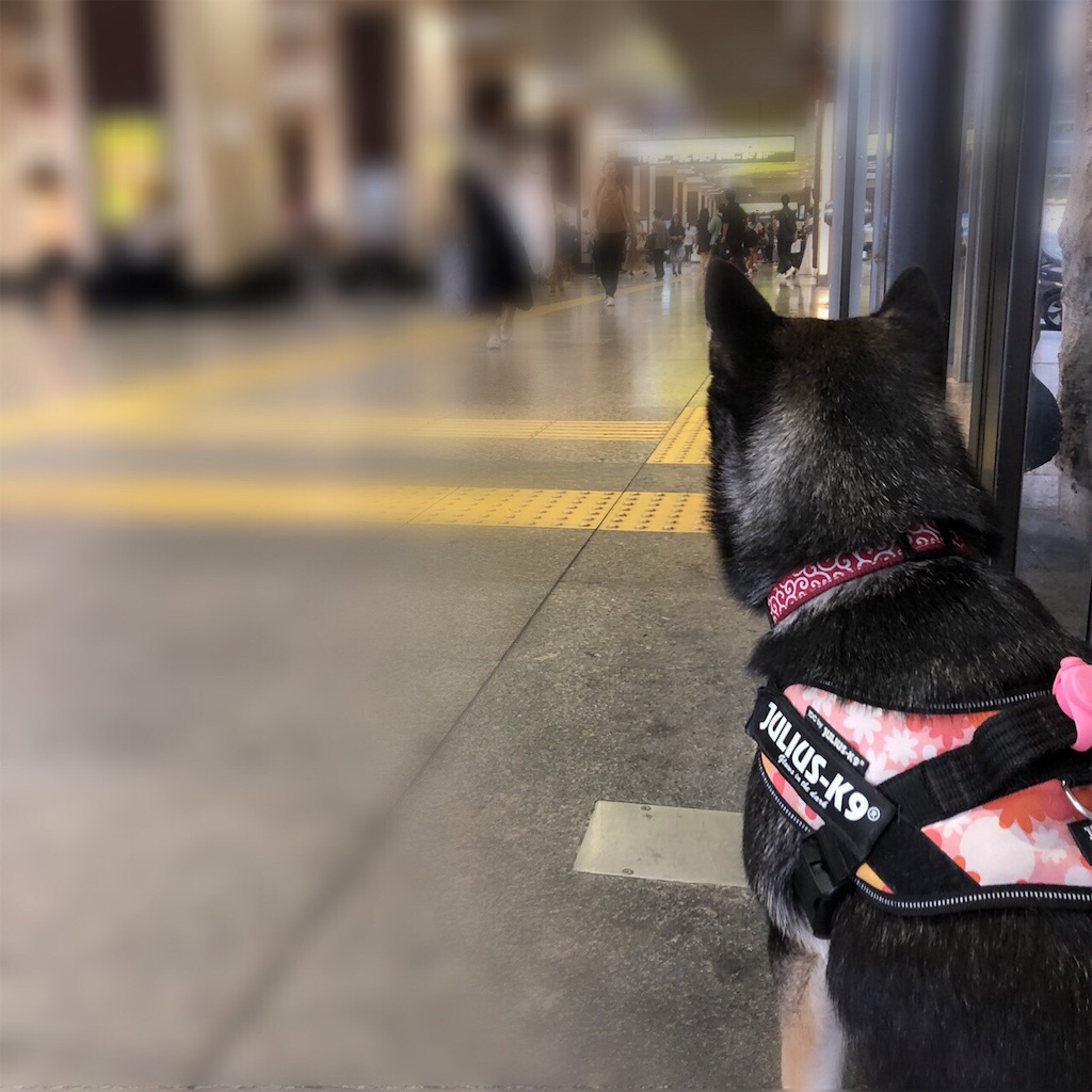 f:id:big-yamatohou:20190926223513j:image f:id:big-yamatohou:20190926223513j:image