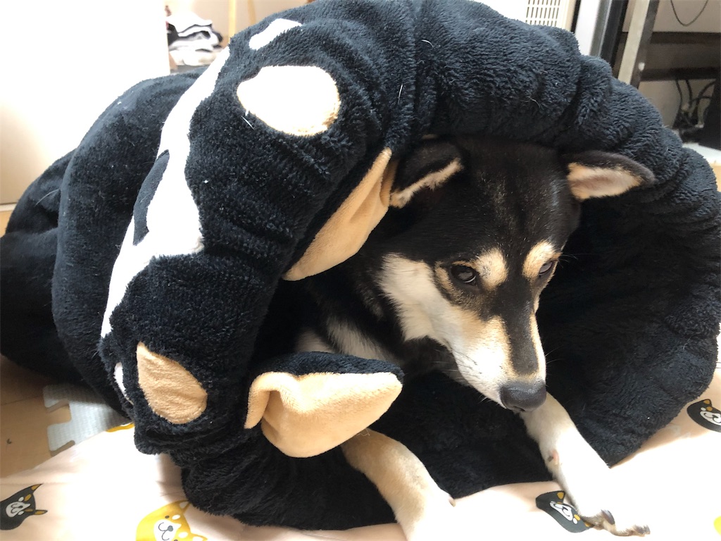 f:id:big-yamatohou:20191002225235j:image f:id:big-yamatohou:20191002225235j:image