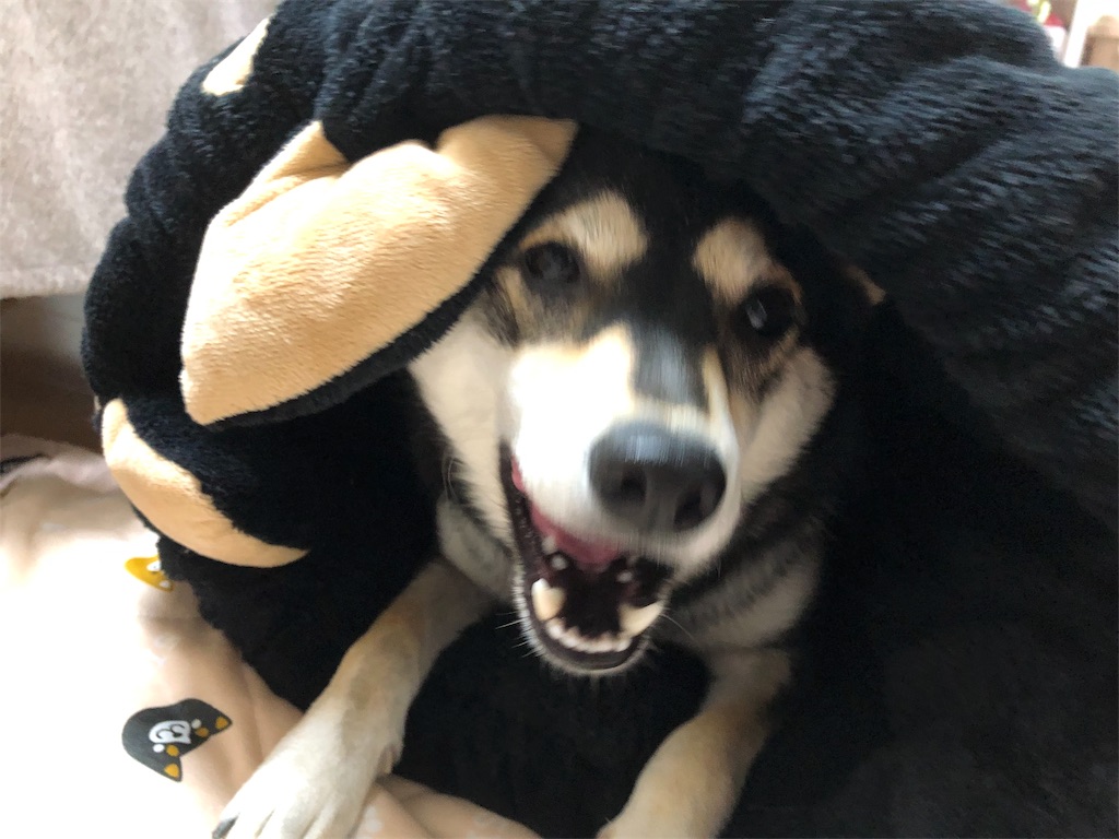 f:id:big-yamatohou:20191002225249j:image f:id:big-yamatohou:20191002225249j:image