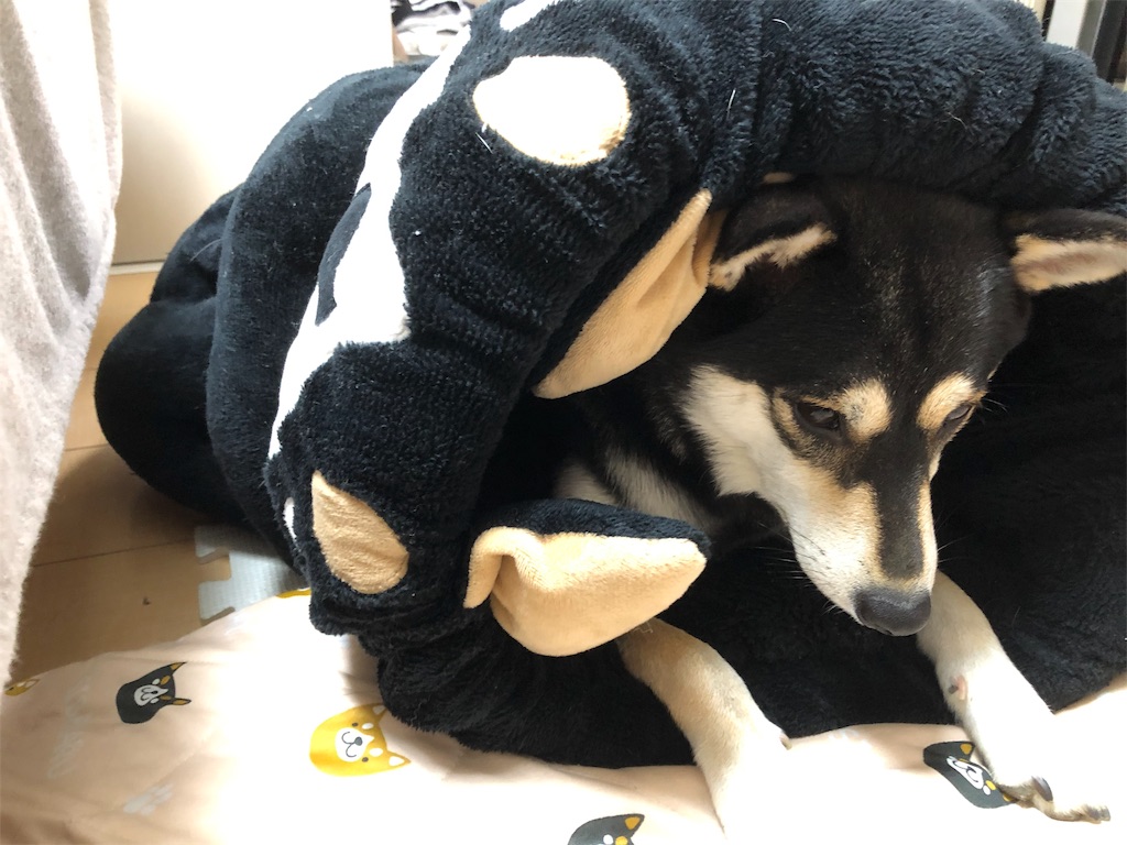 f:id:big-yamatohou:20191002225256j:image f:id:big-yamatohou:20191002225256j:image