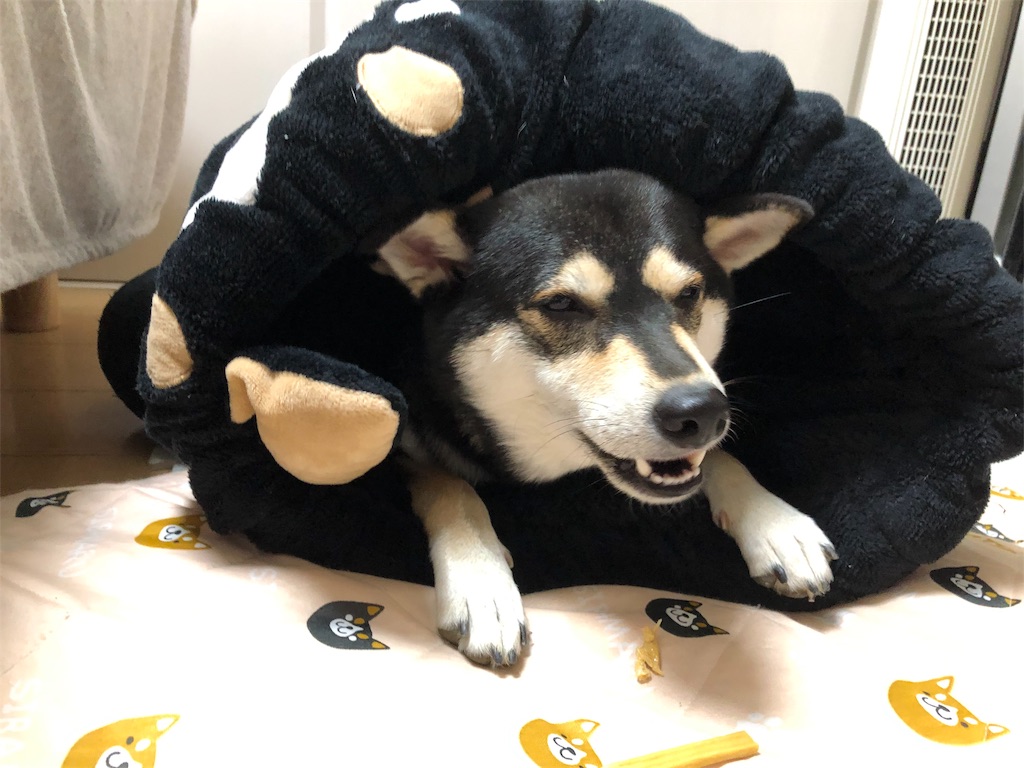 19年 品番 しまホイって知ってる 犬が入らない時の対応策 柴犬グッズ 黒柴 大和の外面重視な生活 19年 品番 しまホイって知ってる 犬が入らない時の対応策 柴犬グッズ 黒柴 大和の外面重視な生活