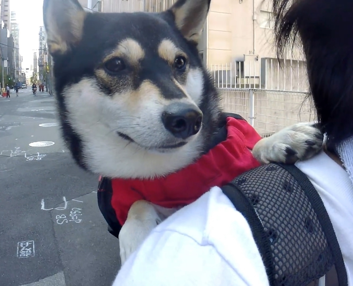 柴犬・大和ちゃん犬用リュックに入って自転車で靭公園へお出かけ
