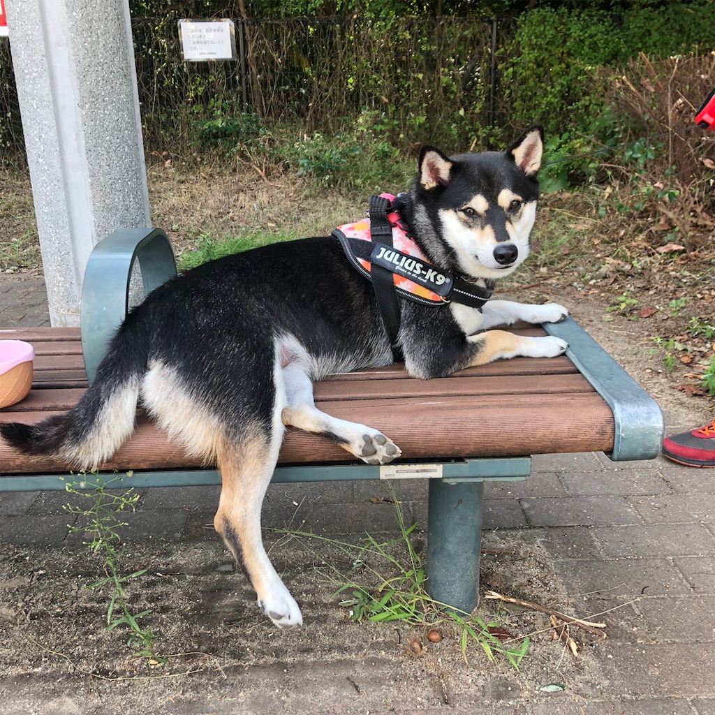柴犬・大和ちゃん犬用リュックに入って自転車で靭公園へお出かけ