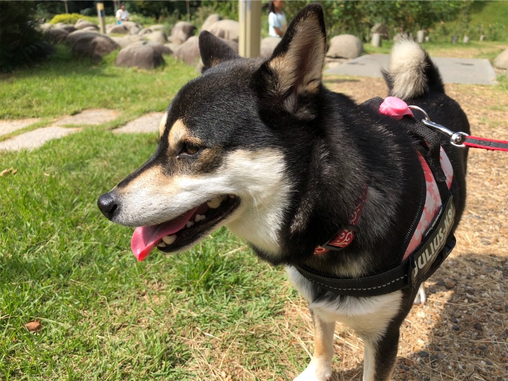 f:id:big-yamatohou:20191006033556j:image