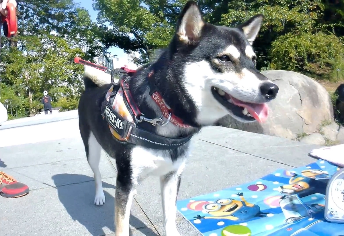 f:id:big-yamatohou:20191006035627j:plain