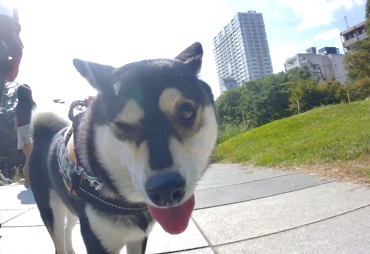 f:id:big-yamatohou:20191006040019j:plain