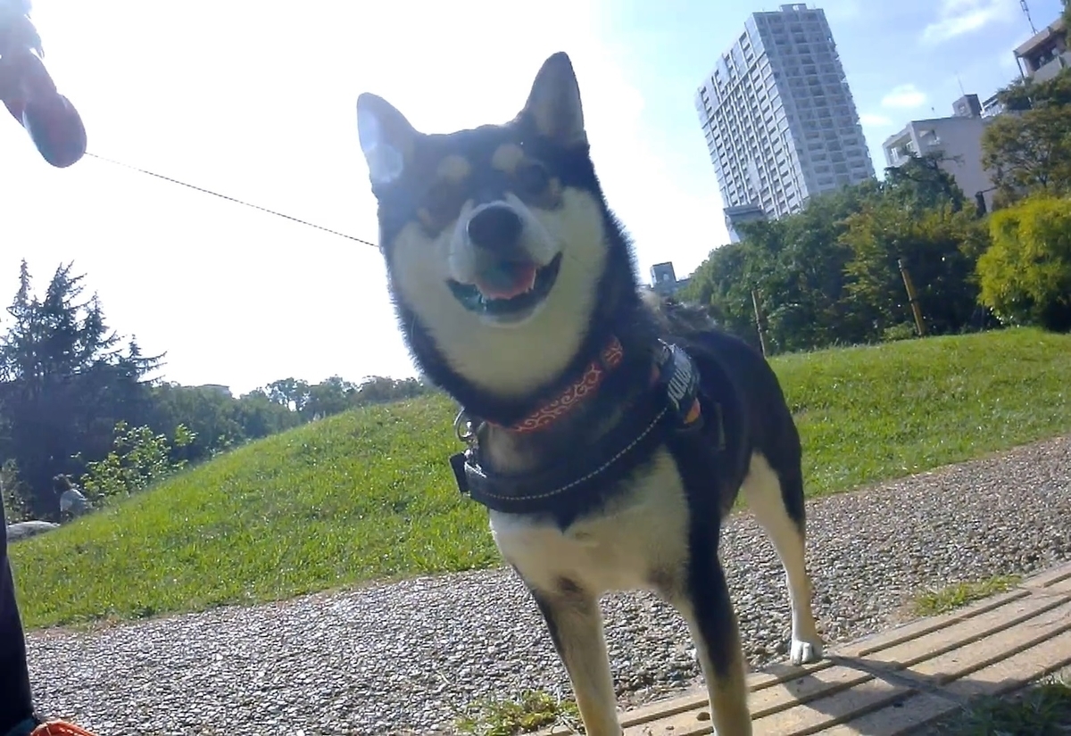 f:id:big-yamatohou:20191006040031j:plain