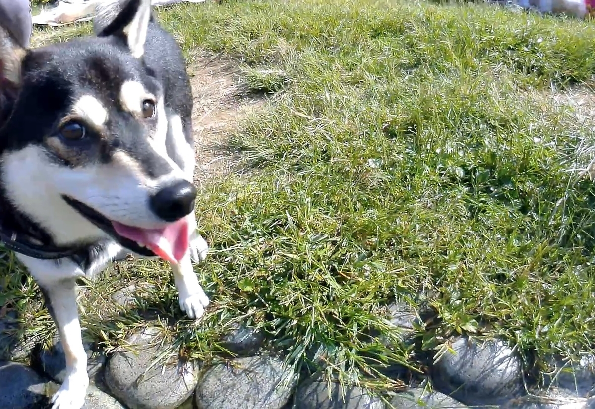 f:id:big-yamatohou:20191006040929j:plain