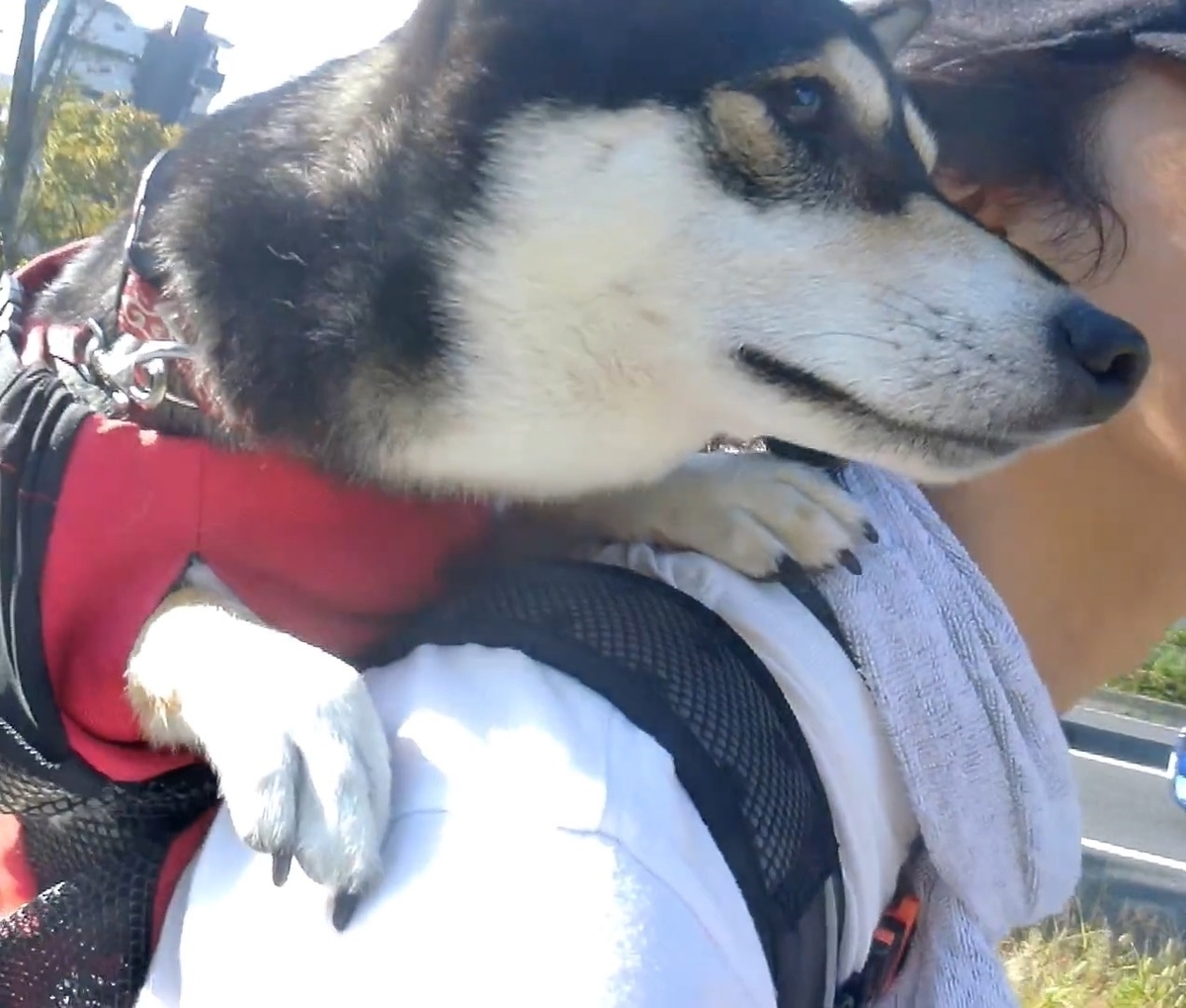 f:id:big-yamatohou:20191006042226j:plain