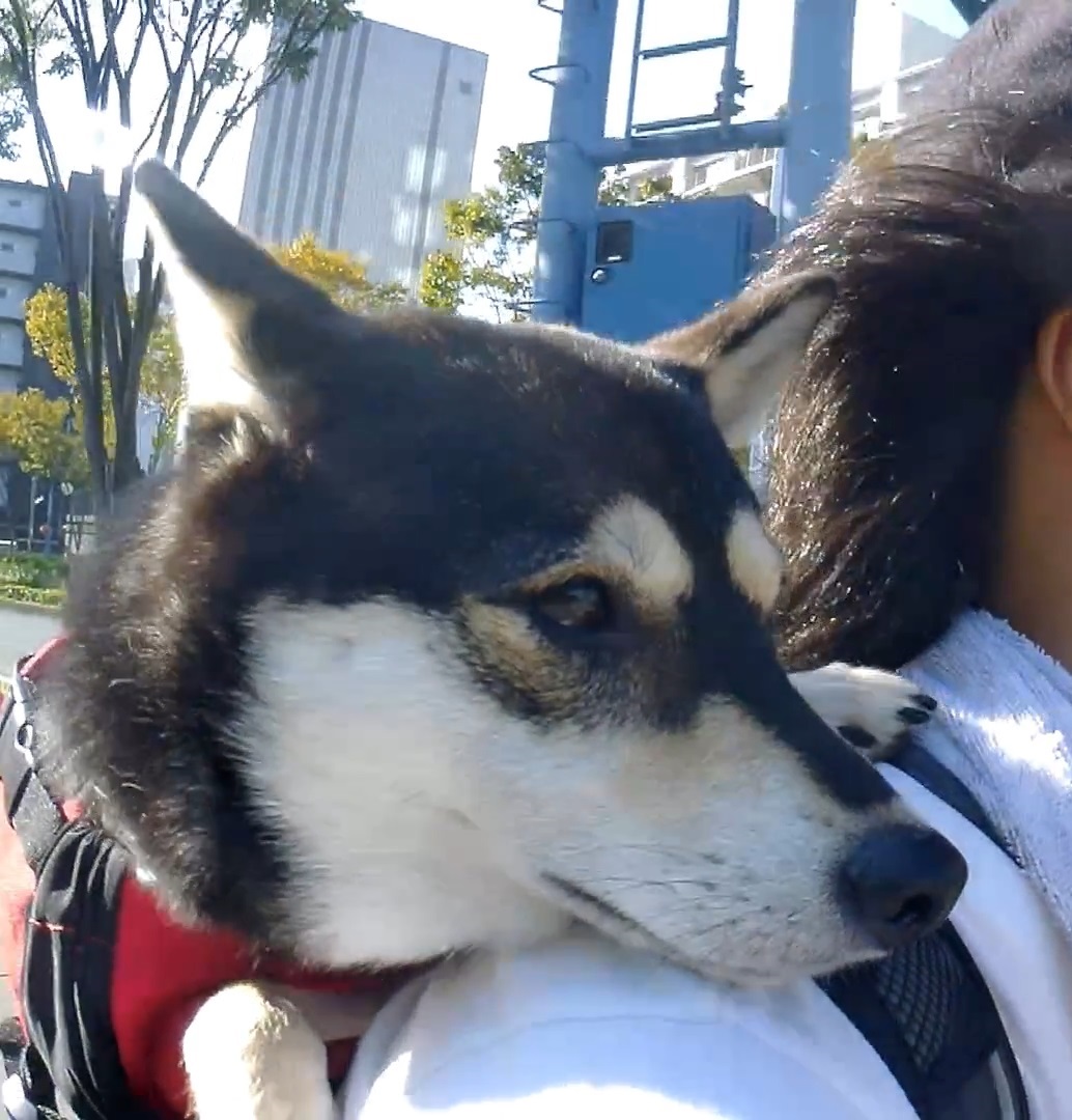 柴犬・大和ちゃん犬用リュックに入って自転車で靭公園へお出かけ